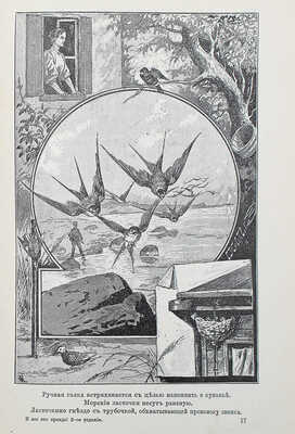 Дружбин П.В. И все это правда! Ум и нравы животных. СПб., 1900.